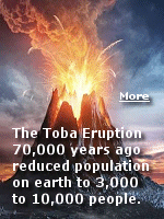  The Toba catastrophe nearly wiped out the human race, leaving an estimated 3,000 to ten thousand humans worldwide. Human genes today show evidence of a ''genetic bottleneck,'' an effect seen when a population of organisms becomes so small that their genetic diversity is greatly reduced. This group of survivors are the ancestors of all humans alive today.